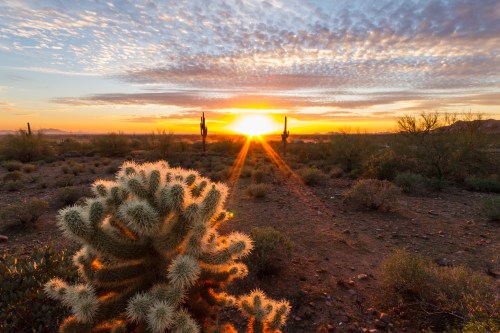 A desert landscape at sunset, featuring a cactus in the foreground and vibrant clouds in the sky.