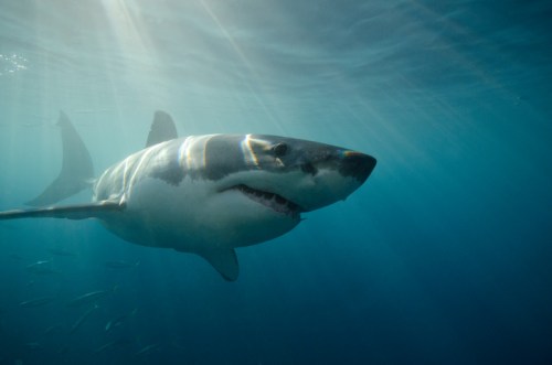 A great white shark swims gracefully through clear blue water, illuminated by sunlight filtering from above.