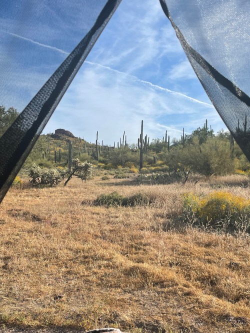 View of a desert landscape with cacti and dry grass, framed by a tent opening under a blue sky.