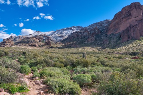 A desert landscape featuring a cactus, lush greenery, and mountains with snow under a bright blue sky.