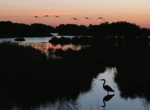 A heron stands in still water at sunset, with silhouettes of birds flying in the background against a colorful sky.