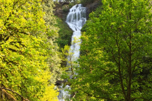 A cascading waterfall surrounded by lush green trees in a vibrant forest setting.