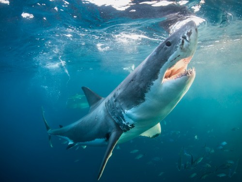 A great white shark swimming underwater with its mouth open, surrounded by a school of fish.