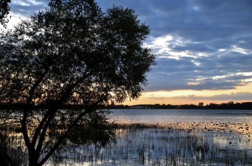 Silhouette of a tree by a calm lake at sunset, with clouds reflecting on the water and birds in the distance.