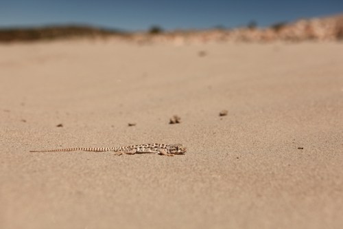 A small lizard resting on a sandy surface under a clear blue sky.