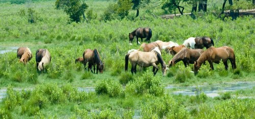 A group of horses grazing in a lush green field near a small body of water.