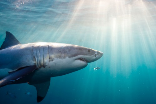 A great white shark swims underwater, illuminated by sunlight filtering through the surface.