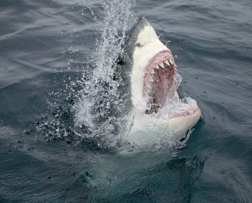 A great white shark breaches the water, mouth open wide, surrounded by splashing waves.