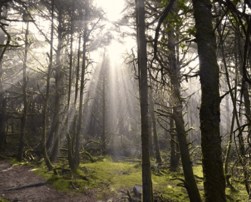 Sunlight streams through a misty forest, illuminating tall trees and creating a serene, ethereal atmosphere.