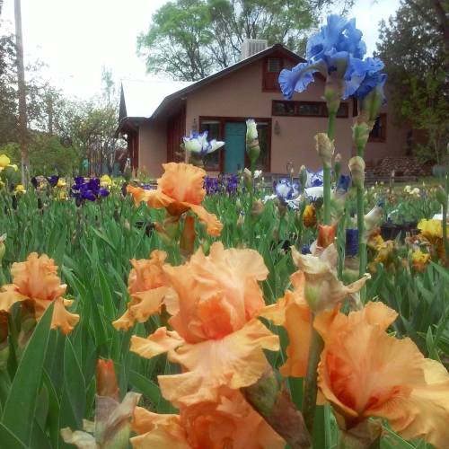 A vibrant garden filled with orange and blue flowers in front of a rustic house surrounded by greenery.