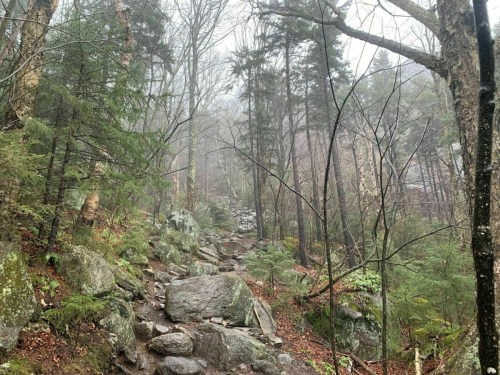 A misty forest trail with rocky terrain, surrounded by trees and greenery.