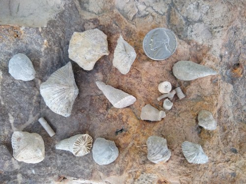 A collection of various fossils arranged on a rock surface, with a quarter for scale.