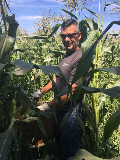 A person harvesting corn in a field, surrounded by tall green plants under a clear blue sky.