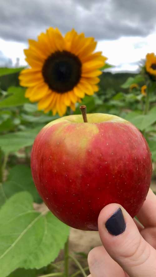 A hand holding a red apple in front of a bright sunflower in a field.