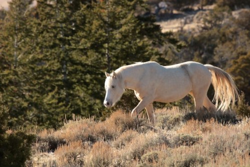 A white horse walking through a grassy area with trees in the background.