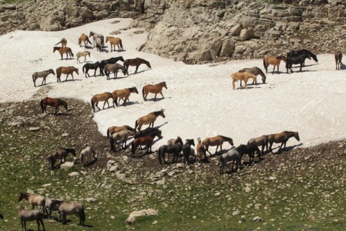 A herd of horses grazing on rocky terrain with patches of snow and grass.