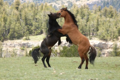 Two horses playfully rearing up and engaging with each other in a grassy field surrounded by trees.