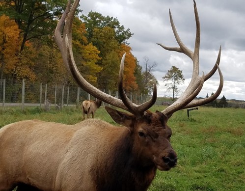 A close-up of a large elk with impressive antlers, standing in a grassy field with trees in the background.