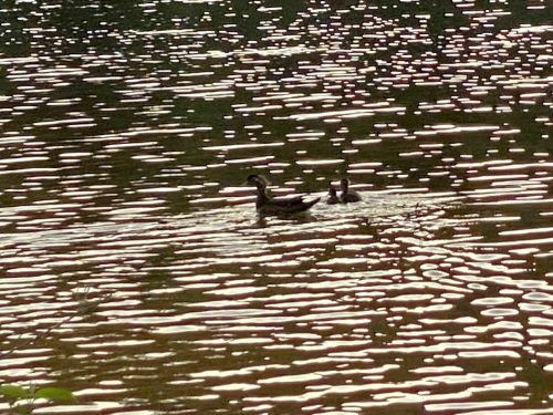 Two ducks swim across a shimmering, rippling water surface reflecting soft light.