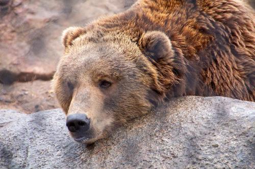 A close-up of a brown bear resting its head on a rock, with a soft focus on its fur and facial features.