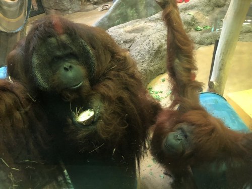 Two orangutans, one adult and one juvenile, are sitting together behind glass in a zoo setting.