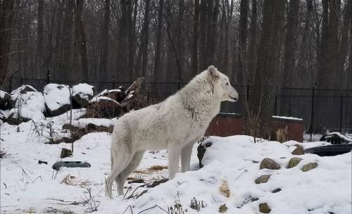 A white wolf stands in a snowy landscape, surrounded by trees and rocks.