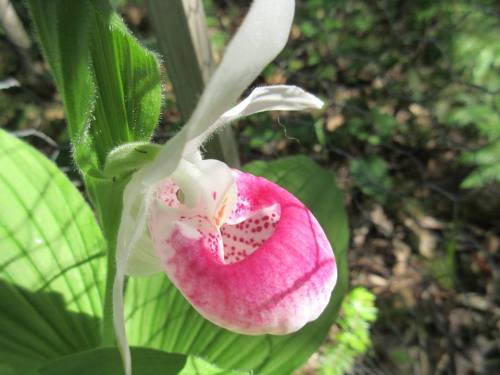 Close-up of a pink and white orchid flower with delicate petals, set against a blurred green background.
