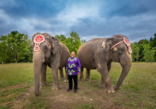 A person in a colorful outfit stands between two elephants adorned with decorative headpieces in a grassy field.