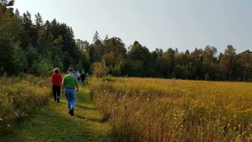 A group of people walking along a grassy path through a field with trees in the background on a sunny day.