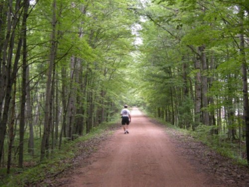 A person walks along a dirt path surrounded by tall green trees in a serene forest setting.