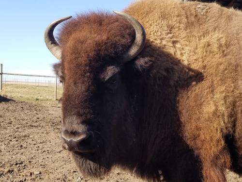 A close-up of a bison with thick brown fur and curved horns, standing in a dirt area with a clear blue sky in the background.
