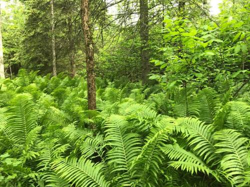Lush green ferns blanket the forest floor, surrounded by trees and vibrant foliage in a serene woodland setting.