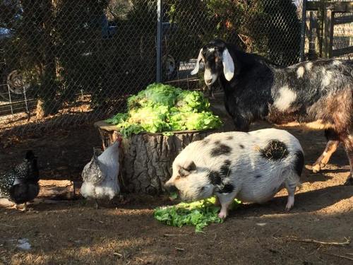A pig and a goat eat lettuce from a stump, with chickens foraging nearby in a sunny farmyard setting.