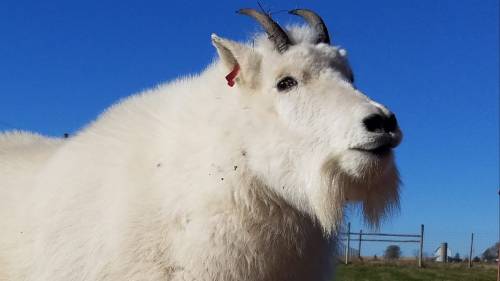 A close-up of a white mountain goat with small horns, set against a clear blue sky.