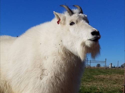 A close-up of a white goat with small horns, standing in a grassy field under a clear blue sky.