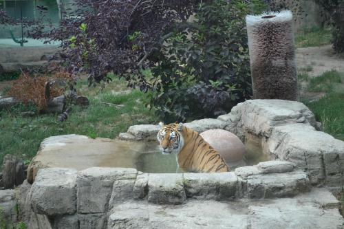A tiger sits in a shallow stone pool surrounded by grass and trees, with a large scratching post nearby.