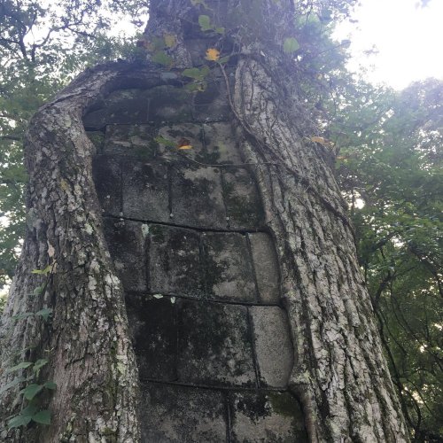 A tree growing around a stone wall, with moss and vines intertwining, surrounded by greenery.