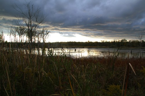 A serene wetland scene with tall grasses, trees, and a cloudy sky reflecting on the water's surface.