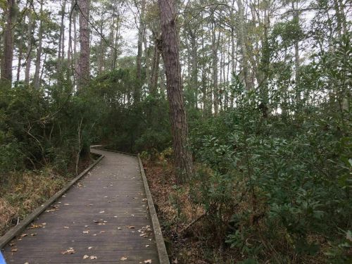 A wooden boardwalk winding through a dense forest with tall trees and lush greenery.