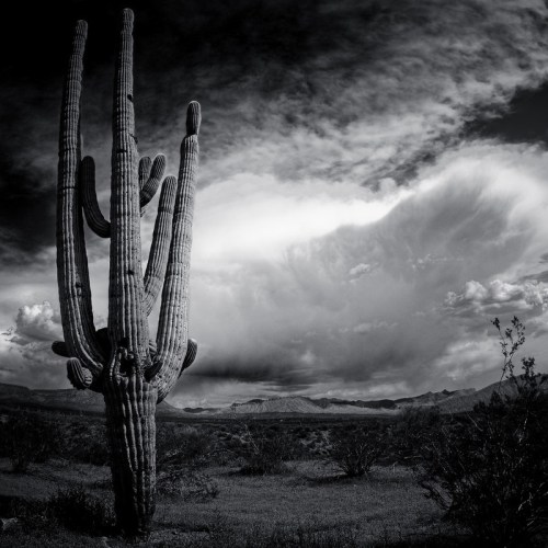 A tall saguaro cactus stands against a dramatic sky with clouds, surrounded by desert landscape in black and white.