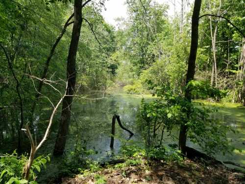 A serene, green landscape featuring a still pond surrounded by trees and lush vegetation.