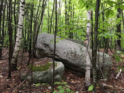 A large boulder covered in moss surrounded by trees in a dense forest.