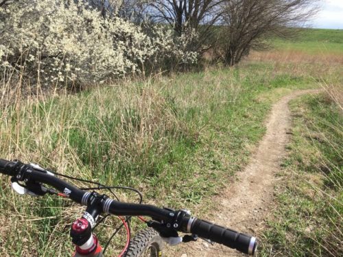 A mountain bike handlebar in the foreground, with a winding dirt path and blooming bushes in a grassy field.