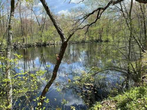 A serene pond surrounded by trees and greenery, reflecting the blue sky and clouds above.