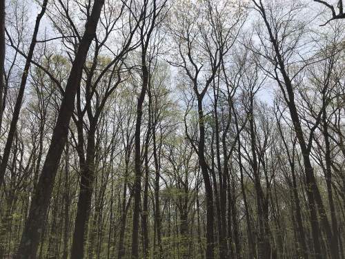 A view of tall, bare trees reaching towards a cloudy sky, with hints of new green leaves emerging.
