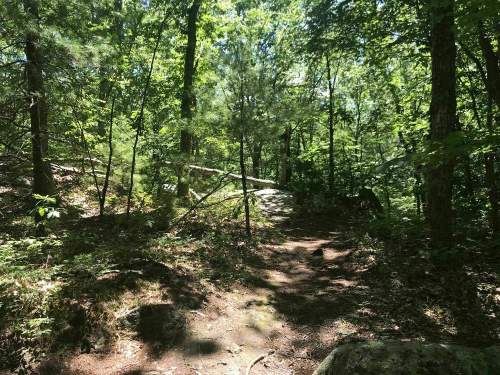 A sunlit forest path surrounded by trees and rocks, inviting exploration in a lush green setting.