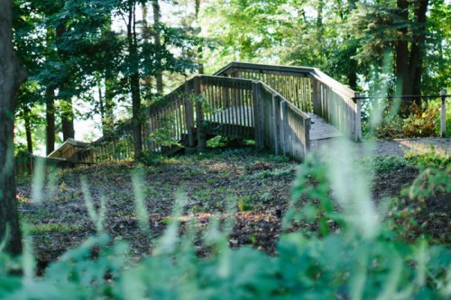 A wooden ramp surrounded by greenery, leading up through a forested area.