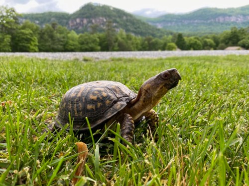 A turtle on green grass with mountains in the background under a cloudy sky.