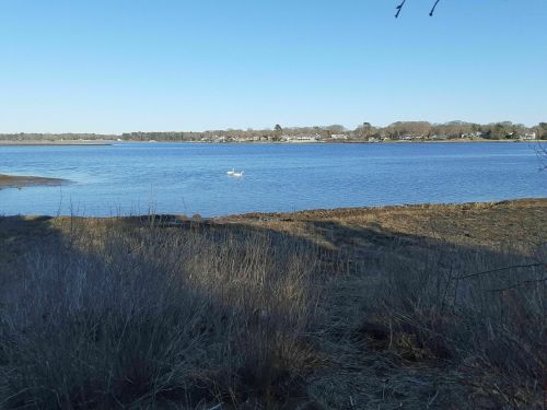 A serene lake scene with a swan gliding on the water, surrounded by grassy banks and a clear blue sky.
