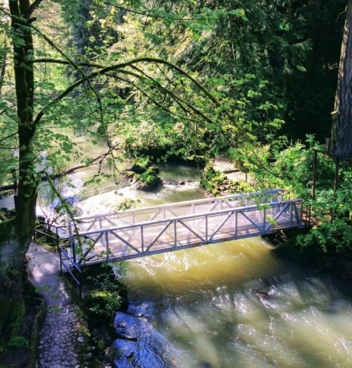 A wooden bridge spans a serene river, surrounded by lush green trees and vibrant foliage.